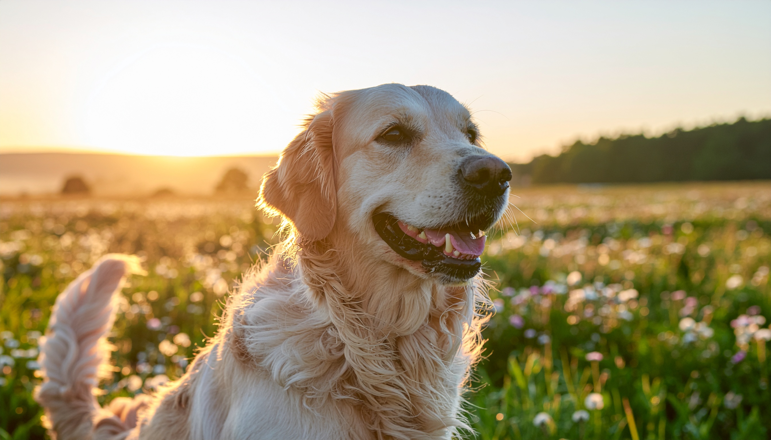 Joyful Golden Retriever in a Flower Field at Sunset